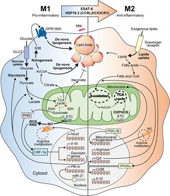 Understanding Metabolic Regulation Between Host and Pathogens: New Opportunities for the Development of Improved Therapeutic Strategies Against Mycobacterium tuberculosis Infection